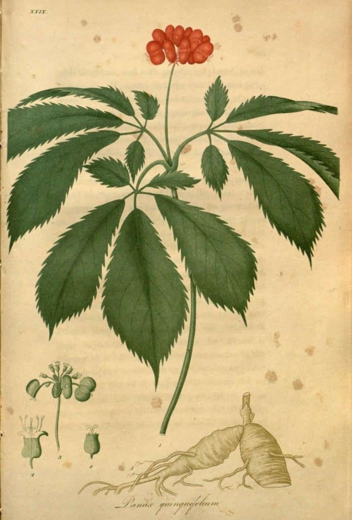 Indoor ginseng growing, BHL, American ginseng