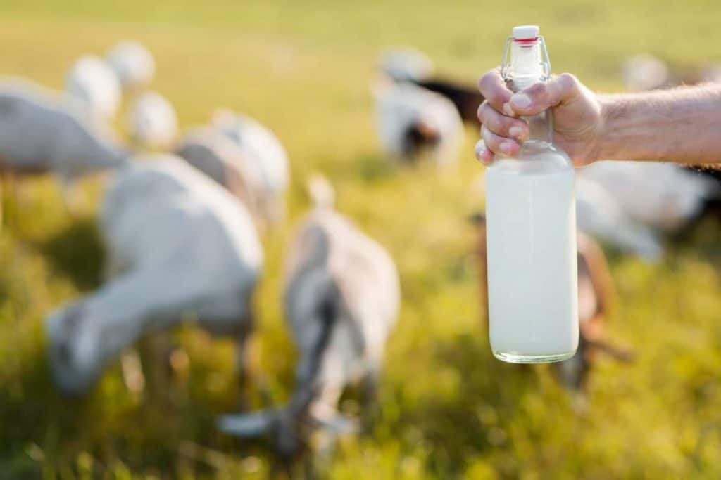benefits of goat milk soap, bottle of milk