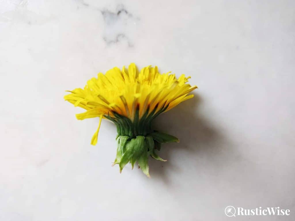 RusticWise, dandelion flower recipe, remove sepals
