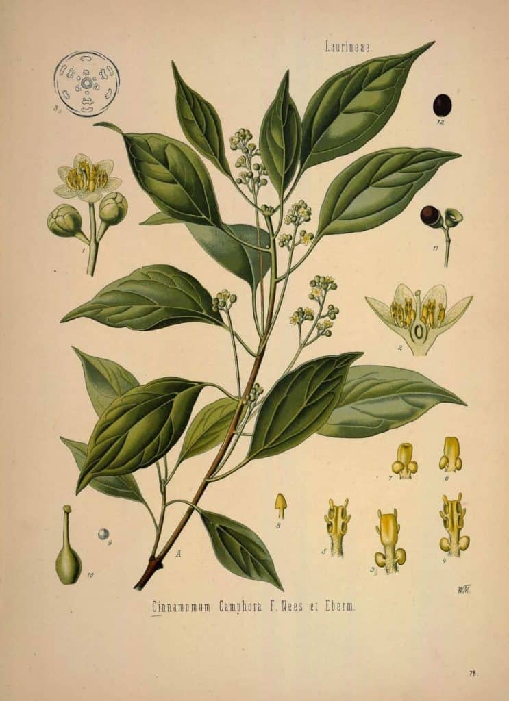 what does camphor smell like, camphor plant, illustration