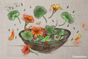 Can You Eat Nasturtiums? How To Eat the Seeds, Stems, Leaves & Flowers