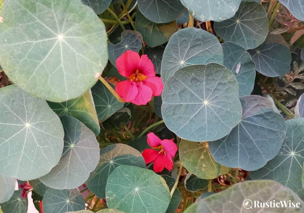 RusticWise, can you eat nasturtiums, plant