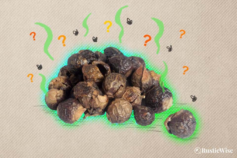 RusticWise, do soap nuts expire, soapberries shelf life