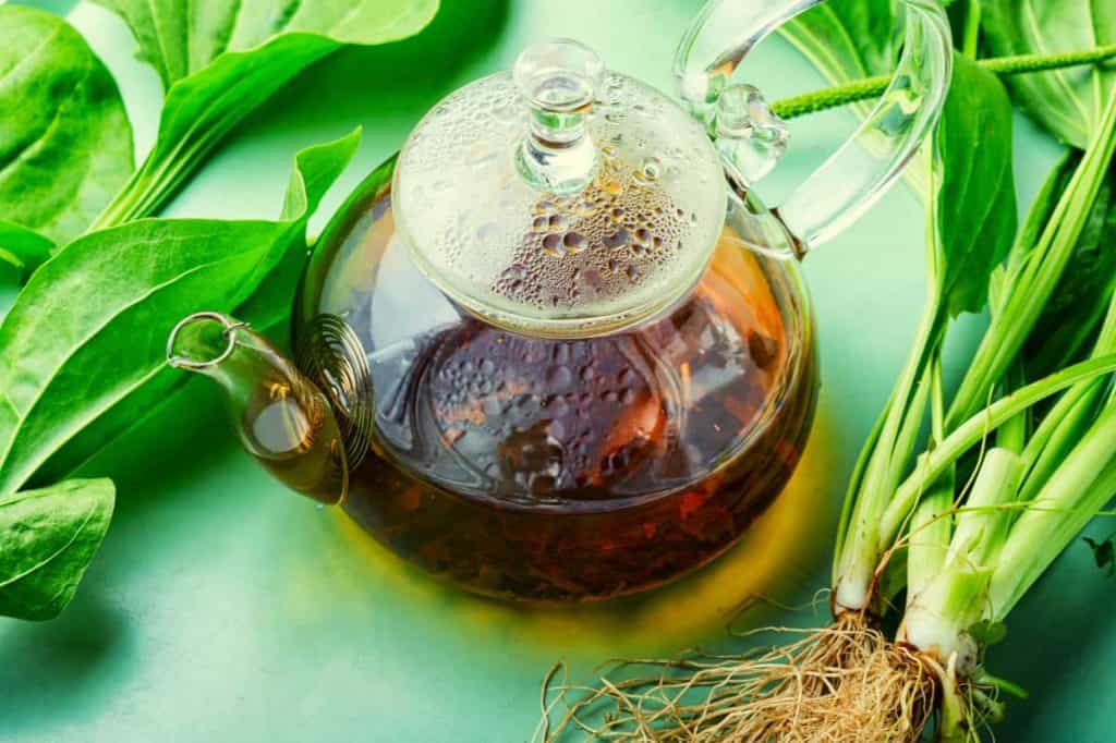 broadleaf plantain uses, plantain leaf tea