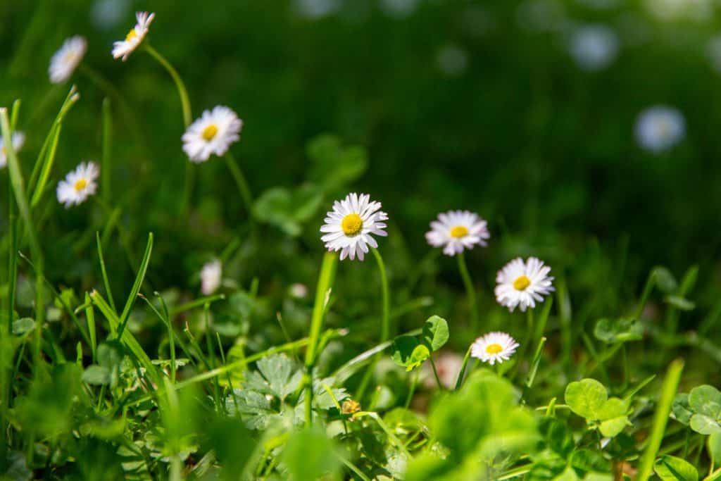 how to mow your lawn safely for wildlife, natural lawn
